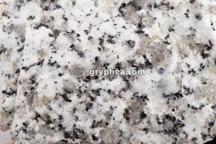 Granite sain (détail) - gryphea.com